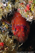 Parablennius ruber Blennie rouge-Acores Sao Miguel H2KAL-6m-20170826-Denis-ADER-DSC_0467_tn